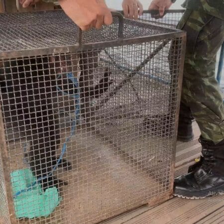 Macaco-aranha resgatado é transferido para zoológico em Santarém