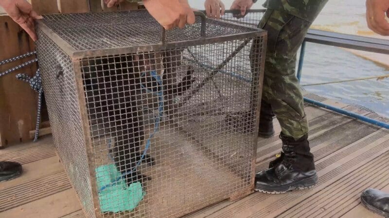 Macaco-aranha resgatado é transferido para zoológico em Santarém